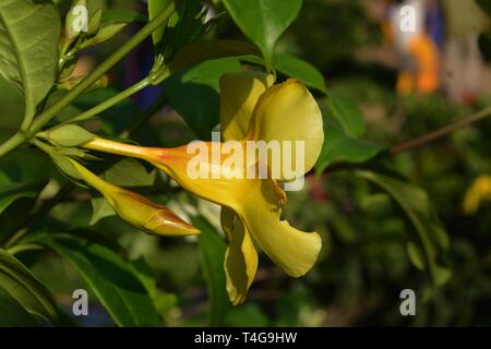 Belle fleur jaune [ ] allamanda Banque D'Images