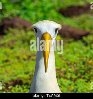 Portrait d'un homme albatros des Galapagos (Phoebastria irrorata) sur l'île de Espanola dans le parc national des îles Galapagos, l'océan Pacifique, l'Equateur. Banque D'Images