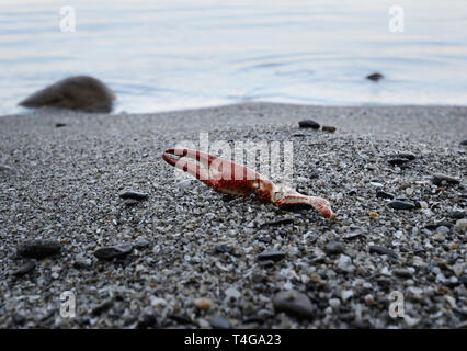 gros plan des griffes de crabe sur la plage de galets du lac italien.Mise au point sélective de l'image Banque D'Images