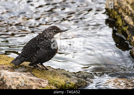 Cinclus cinclus, balancier, se dresse sur l'Écosse, les Highlands écossais en pierre Banque D'Images