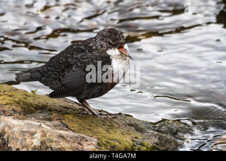 Cinclus cinclus, balancier, se dresse sur l'Écosse, les Highlands écossais en pierre Banque D'Images