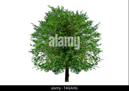 Les arbres isolés sur fond blanc Banque D'Images