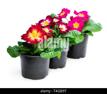 Primevères colorées en noir pots isolated on white Banque D'Images