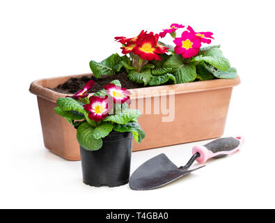 Primevères colorées en noir pots isolated on white. Prêts pour la plantation Banque D'Images