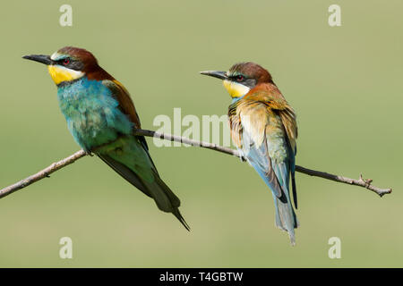 Mâle (à gauche) et femelle (à droite) Les guêpiers, nom latin Merops apiaster, perché sur une branche dans un éclairage chaleureux montrant l'avant et l'arrière plum Banque D'Images