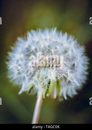 Wishy/Wishie Pissenlit fleur fleurs seedhead, Close up photographie, graines de fleurs Taraxacum. détail Banque D'Images