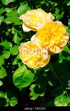 Rosa Jayne Austin un rosier anglais arbustif en fleur en Juin Banque D'Images