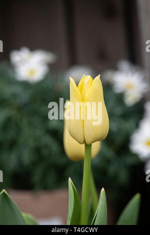 Tulipa. Fleur de tulipe jaune pâle au printemps Banque D'Images