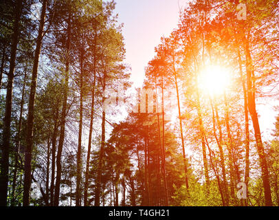 Coucher de soleil - paysage de forêt dessus des branches d'arbre, avec la lumière du soleil briser à travers eux. Paysage de forêt aux couleurs du printemps. Banque D'Images