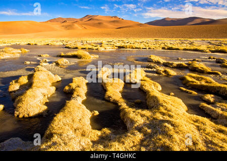 Vegas de Quepiaco salt lake et le lagon dans l'Altiplano (haut plateau andin) à une altitude de 4400m, désert d'Atacama, Chili, Amérique du Sud Banque D'Images