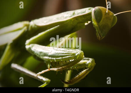Mantodea, Mantis verte Insecte sont emplacement on leaf Banque D'Images