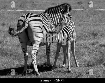 Jeune zèbre rss de sa mère, photographié en monochrome à Knysna Elephant Park, Garden Route, Western Cape, Afrique du Sud. Banque D'Images