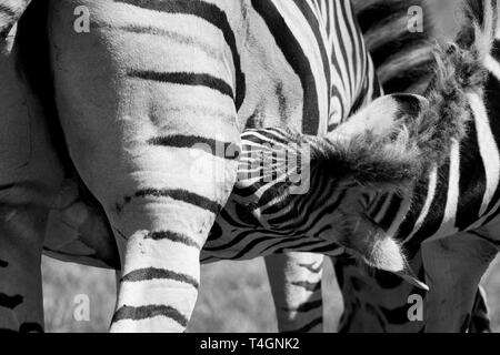 Jeune zèbre rss de sa mère, photographié en monochrome à Knysna Elephant Park, Garden Route, Western Cape, Afrique du Sud. Banque D'Images