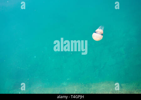 Les méduses dans le port Banque D'Images