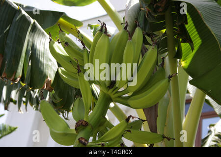 Plantation de bananes à Tenerife, Îles Canaries en saison d'hiver Banque D'Images