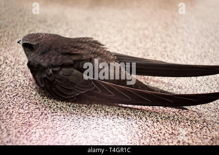Oiseau sur Swift en balcon sur la surface au sol Banque D'Images