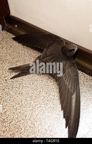 Oiseau sur Swift en balcon sur la surface au sol Banque D'Images