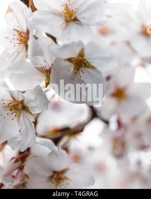 Fleur de cerisier au Parc Yoyogi à Tokyo, Japon Banque D'Images