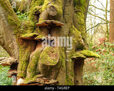 Vieux tronc d'arbre recouvert de mousse verte et impressionnant grand support de champignons Banque D'Images