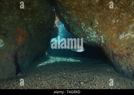 La sortie d'une grotte peu profonde sous l'eau avec un poisson pagre, mer Méditerranée, scène naturelle, France Banque D'Images