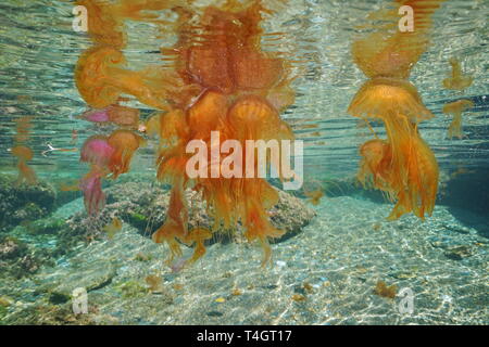 De nombreuses méduses sous l'eau de surface de la mer ci-dessous, mauves Pelagia noctiluca stinger, Méditerranée, Espagne Banque D'Images