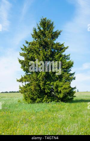 L'épinette de Norvège (Picea abies), arbre solitaire au pré des fleurs, la Réserve de biosphère de Rhon, Bavière, Allemagne Banque D'Images