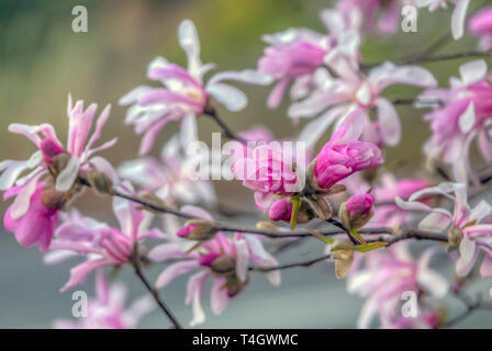 Magnolia stellata, parfois appelé l'étoile magnolia, est un arbuste à croissance lente ou petit arbre originaire du Japon Banque D'Images