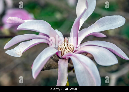 Magnolia stellata, parfois appelé l'étoile magnolia, est un arbuste à croissance lente ou petit arbre originaire du Japon Banque D'Images