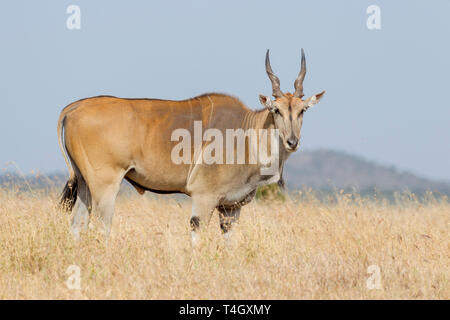 Un seul élan commun Bull à se nourrir dans les prairies ouvertes, looking up, Close vue latérale, Ol Pejeta Conservancy, Laikipia, Kenya, Africa Banque D'Images