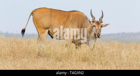 Un seul élan commun Bull à se nourrir dans les prairies ouvertes, looking up, Close vue latérale, Ol Pejeta Conservancy, Laikipia, Kenya, Africa Banque D'Images