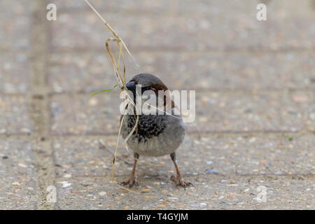 Moineau domestique (Passer domesticus) saison de reproduction mâle avec la couronne et les joues gris tête brune, bec noir brun foncé avec marques noires dessous pâle Banque D'Images