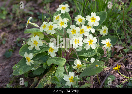 (Primrose Primula vulgaris) bouquet de saison printemps vivaces fleurs sauvages des bois. Effilant ovale jaune pâle feuilles pétales jaune citron avec centre. Banque D'Images