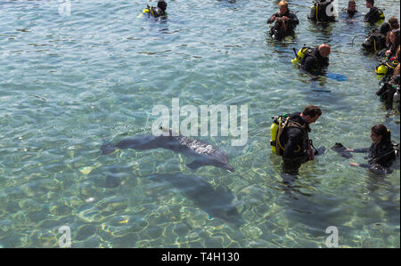 Eilat,Israël,21-mars-2019deux dolphin piscine autour de plongeurs dans la mer rouge en d'Israël près de la ville de Eilat Banque D'Images