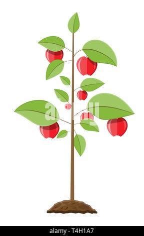 Fruits décoratifs arbre. La croissance des plantes, à partir de la pousse de fruits. La plantation d'arbre. Jardinage semis plante. Apple Tree. Vector illustration style de télévision Illustration de Vecteur