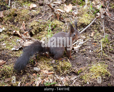 L'Écureuil roux, Sciurus vulgaris, chutes de Triberg, Triberg, Forêt Noire, Allemagne Banque D'Images