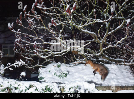 Des profils le renard roux, Vulpes vulpes, dans jardin de banlieue de Londres, Royaume-Uni Banque D'Images