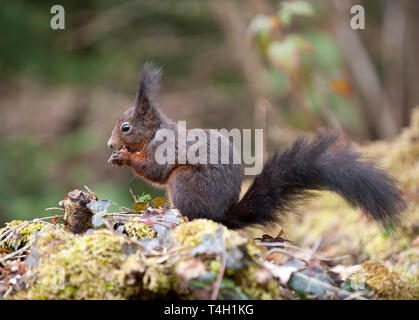 Écureuil roux, Sciurus vulgaris, peautre mélaniste, Triberg Falls, Triberg, Black Forest, Allemagne Banque D'Images