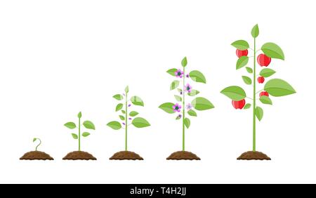 La croissance des plantes, à partir de la pousse de fruits. La plantation d'arbre. Jardinage semis plante. Timeline. Vector illustration style de télévision Illustration de Vecteur