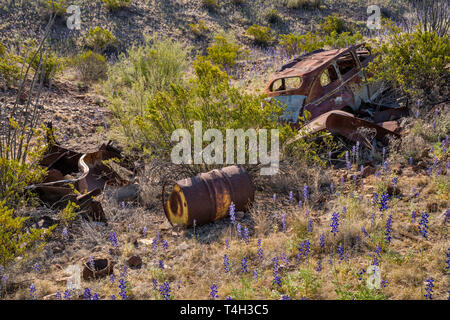 1940 Accident de voiture abandonnée au désert de Chihuahuan borderland, bluebonnets en fleur, River Road, Big Bend National Park, Texas, États-Unis Banque D'Images