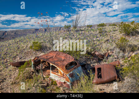 1940 Accident de voiture abandonnée au désert de Chihuahuan borderland, bluebonnets en fleur, River Road, Big Bend National Park, Texas, États-Unis Banque D'Images