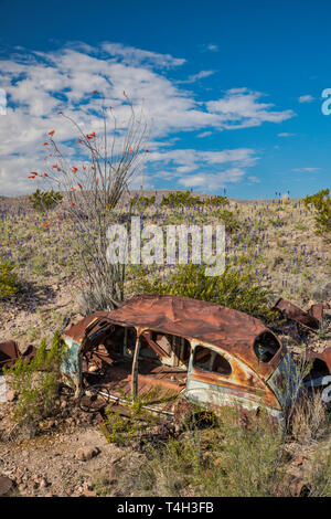 1940 Accident de voiture abandonnée au désert de Chihuahuan borderland, bluebonnets en fleur, River Road, Big Bend National Park, Texas, États-Unis Banque D'Images