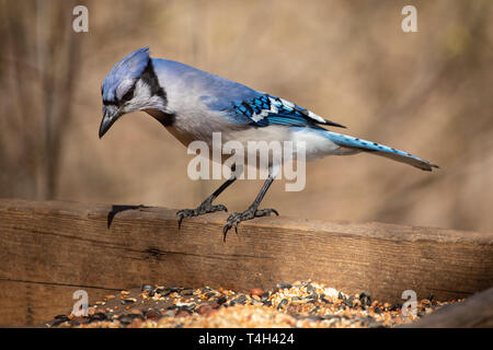 La Faune Nature Passereaux Chambre Blue Jay Eye Catch Light Banque D'Images