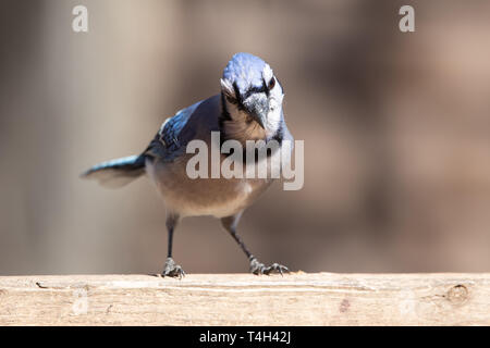 La Faune Nature Passereaux Chambre Blue Jay Eye Catch Light Banque D'Images