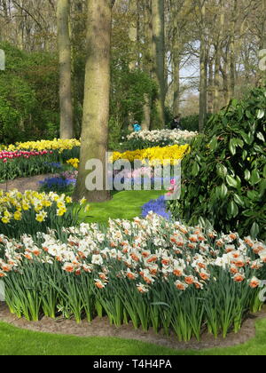 Literie colorée affiche de tulipes et autres bulbes de printemps sont une caractéristique de la fête champêtre annuelle à Keukenhof, aux Pays-Bas ; Avril 2019 Banque D'Images