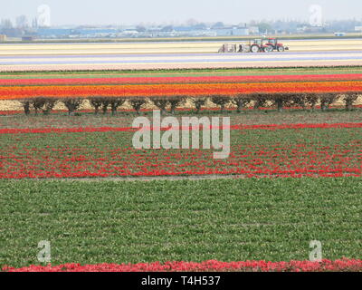 Les champs de tulipes hollandais créer un paysage de rayures de couleur horizontale à partir de la production de masse : tulipes Keukenhof, Avril 2019 Banque D'Images