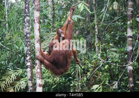 Centre de réhabilitation des Orang-outans de Sepilok près de Drayton Valley dans le nord-est de Sabah - Orang-Utan Banque D'Images