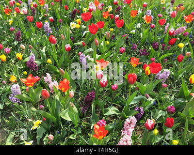 Tapis de Fleurs mixtes de plantation du printemps : tulipes et jacinthes en rouge, rose et violet - l'un des affichages colorés à Keukenhof, mi-avril 2019 Banque D'Images