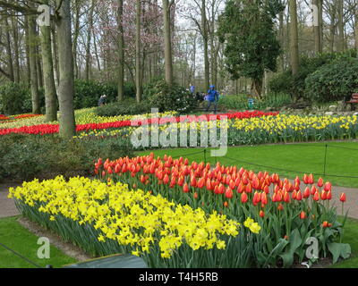 Literie colorée affiche de tulipes et autres bulbes de printemps sont une caractéristique de la fête champêtre annuelle à Keukenhof, aux Pays-Bas ; Avril 2019 Banque D'Images