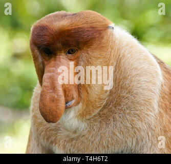 Portrait d'homme (proboscis monkey) bec long, Sabah (Bornéo), Malaisie Banque D'Images