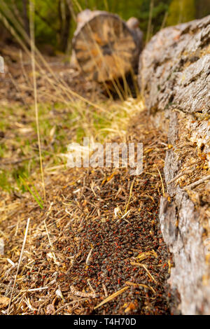 Photographie de paysage créatif grande quantité de fourmis des bois construction d'une nouvelle butte de nidification sous un arbre tombé dans l'orientation portrait sur h Canford Banque D'Images